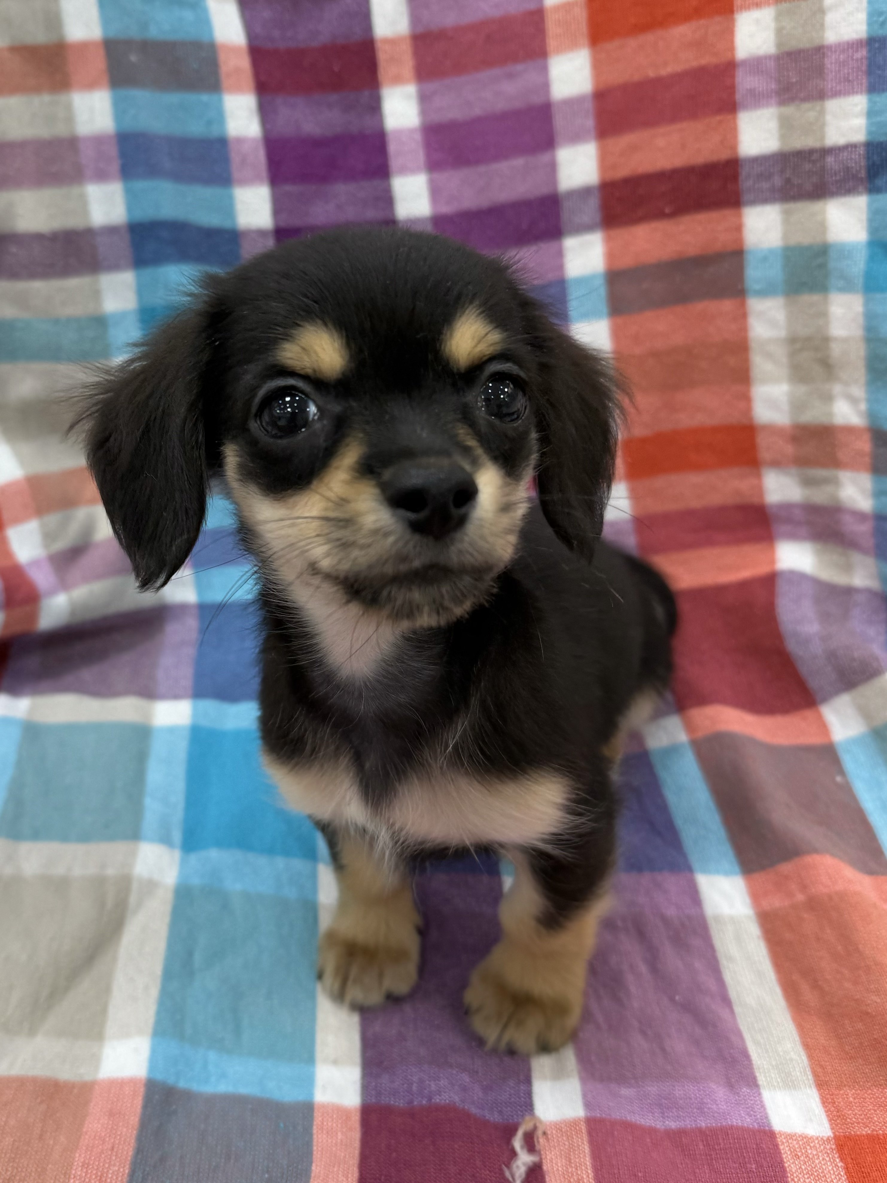 センチュリー ペット 犬 セール