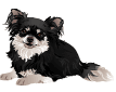 犬